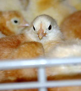 Vogelgrippe nicht Ursache, sondern Folge der Massentierhaltung