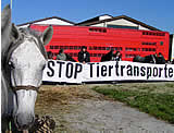 Bitte helfen Sie uns: 21 Pferde aus rumänischem Schlachttransport gerettet!