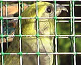 2 Singvogelfänger beim Fangen erwischt