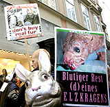 Halloween Umzug gegen Pelz!
