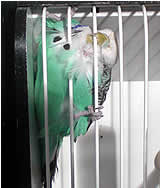 Tierquälerei auf Großer Vogelschau in Linz