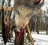 Jagen vor Weihnachten: auf Wildgänse im Nationalpark und auf Wildschweine im Gatter