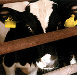 Tiertransporttragödien ohne Ende