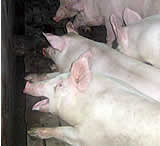 VGT kritisiert Tierschutzgesetz und Kontrolle in Schweinehaltung