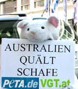 So werden australische Lämmer verstümmelt