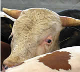 Tiertransport in Schwechat gestoppt