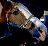 Pass und Chip für Pferd und Esel