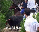 Toro de la Vega