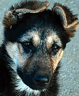 Skandal um gerettete Hundewelpen