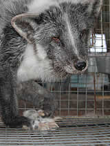 Große Pelzfarmrecherche 2008 in Norwegen