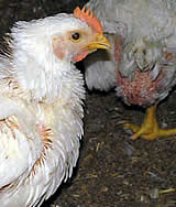 Stellungnahme des Verein Gegen Tierfabriken zum Begutachtungsentwurf der Anlage 6 der 1. Tierhaltungsverordnung, Mindestanforderungen für die Haltung von Hausgeflügel
