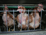 Käfigfreie Ostern: Suchen Sie mit uns die versteckten Käfigeier!