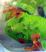 Reptilienbörse 2009