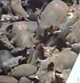 Grausame "Schweinegrippe"-Hysterie in Ägypten