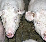 EU-Wahl: wie stehen die Parteien zu Tierschutz?