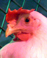 Tierschutz-Erfolg: Österreichische Mensen verwenden keine Käfigeier mehr!