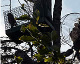 Tierschutzpatrouille erwischt Vogelfänger beim Fang