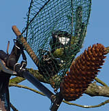Kohlmeise in Vogelfalle!
