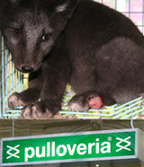 Pulloveria – Bitte listet die Unmengen an Pelzkrägen wieder aus!