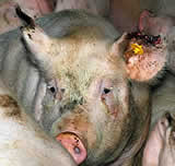 Noch immer Tierquälerei in Schweinefabrik von Tierarzt
