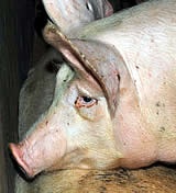 Skandal-Schweinemastbetrieb - VGT-Tierschützer fordern Aufklärung!