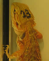 Erneute Reptilien-Ausstellung in St.Pölten
