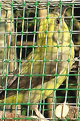 Singvogelfang als erhaltungswürdiges Kulturerbe?