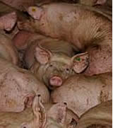 Österlicher Schweine-Horror