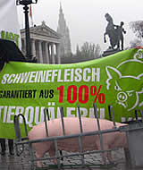 Kundgebung beim Parlament für zeitgemäßen Schweineschutz