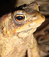 Tierqual-Delikatesse Froschschenkel