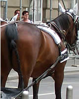Fiakerpferd mit angebundenem Schweif