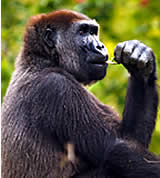 UNO-Einsatz für Gorillas