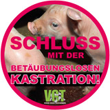 Betäubungslose Kastration ...