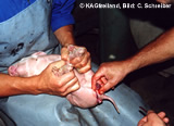 Welttierschutztag - zwei Millionen Ferkel brauchen Ihre Hilfe!