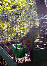 JETZT: Singvogelfang kontrollieren