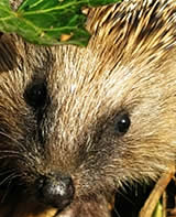 Igel auf vorwinterlicher Suche nach Winterschlafquartieren