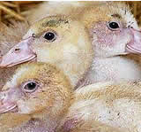 Martinstag 11. November: Vorsicht vor versteckter, entsetzlicher Tierquälerei hinter dem Martiniganslbraten