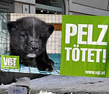 Umworbener Pelz und doch: Pelz ist und bleibt Tierqual