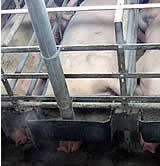 Wirtschaftliche Interessen blockieren den Tierschutz!