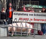 Schweine wollen raus aus dem Käfig!