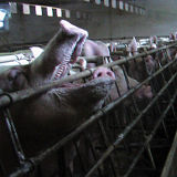 Absetzbarkeit von Spenden: Tierschutz soll draußen bleiben