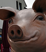 Grunzi in Vorarlberg