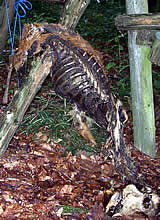 Wald des Grauens