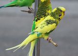 VGT, Polizei und Amtstierarzt gehen gemeinsam gegen Tierquälerei vor