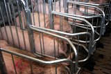 Was bedeutet die Einigung zum Kastenstandverbot?