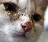 Tierparadies Schabenreith: Katzenkastrationsprogramm!