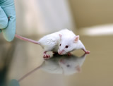 VGT fordert: Tierschutz ins Tierversuchsgesetz!