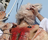 Einladung: Tierversuch am Grazer Hauptplatz