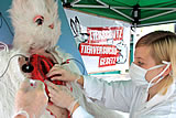 Regnerische Tierversuchsaktion in St. Pölten