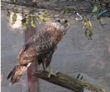 Bussard in Fasanerie gefangen